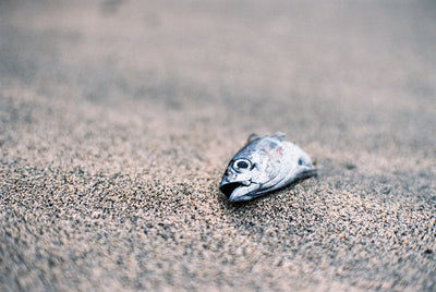 Plastik im Meer und was man dagegen tun kann